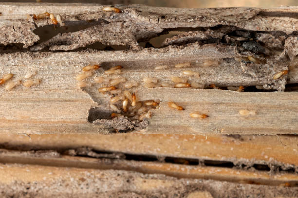 Best Pest Inspection Near Me  in Union Beach, NJ