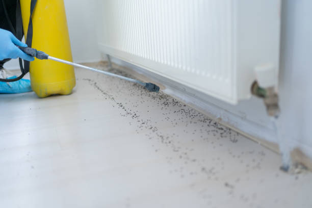 Best Insect Control  in Union Beach, NJ