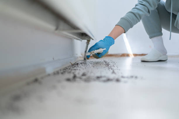 Best Local Pest Control Services  in Union Beach, NJ